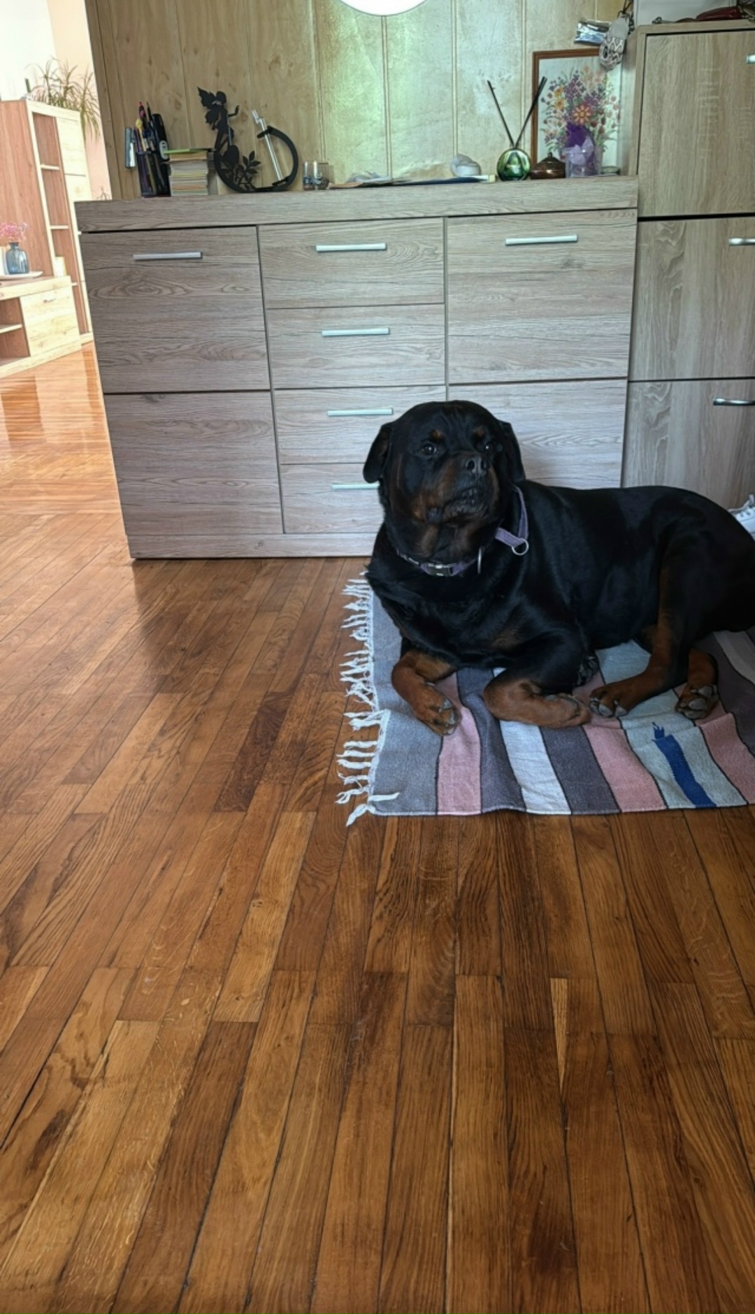 Пропала собака в Геленджике — фото объявления