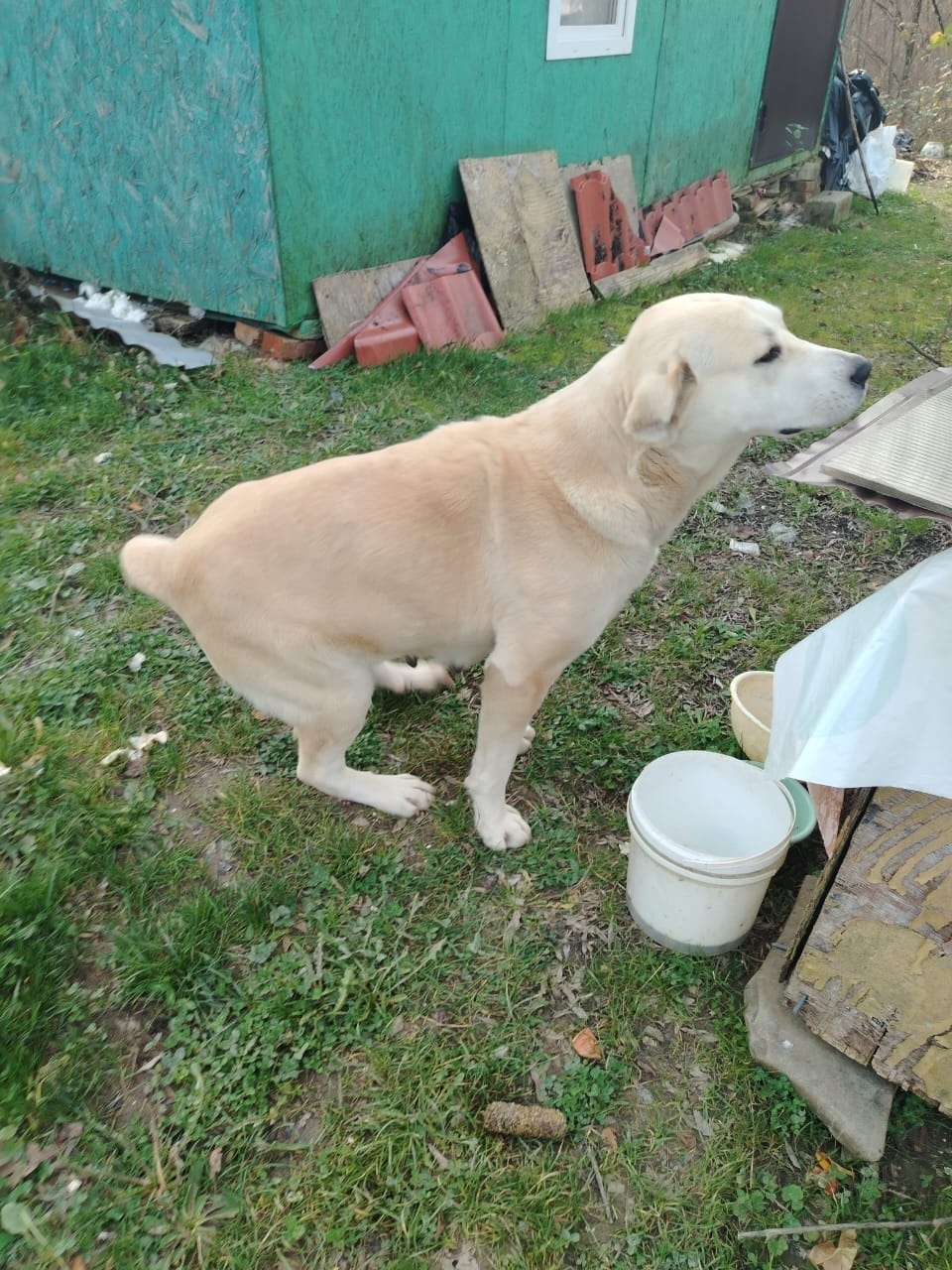 Найдена собака в Геленджике — фото объявления