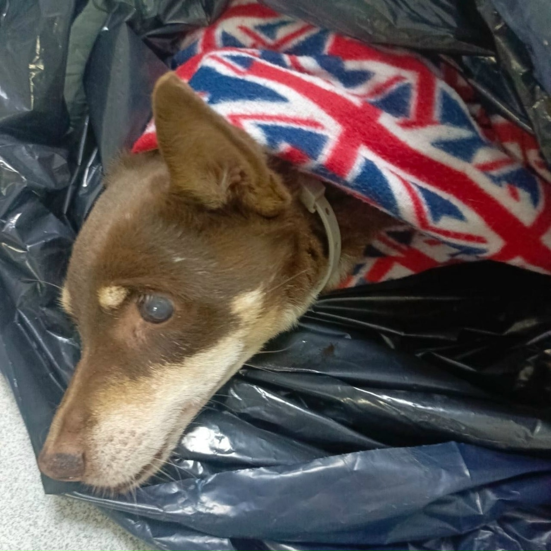 Найдена собака в Геленджике — фото объявления