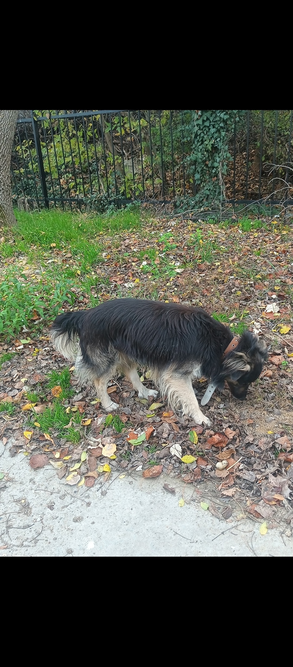Пропала собака в Геленджике — фото объявления