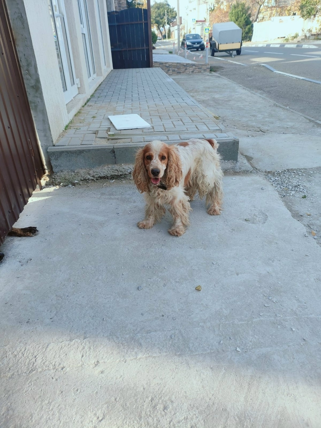 Пропала собака в Геленджике — фото объявления
