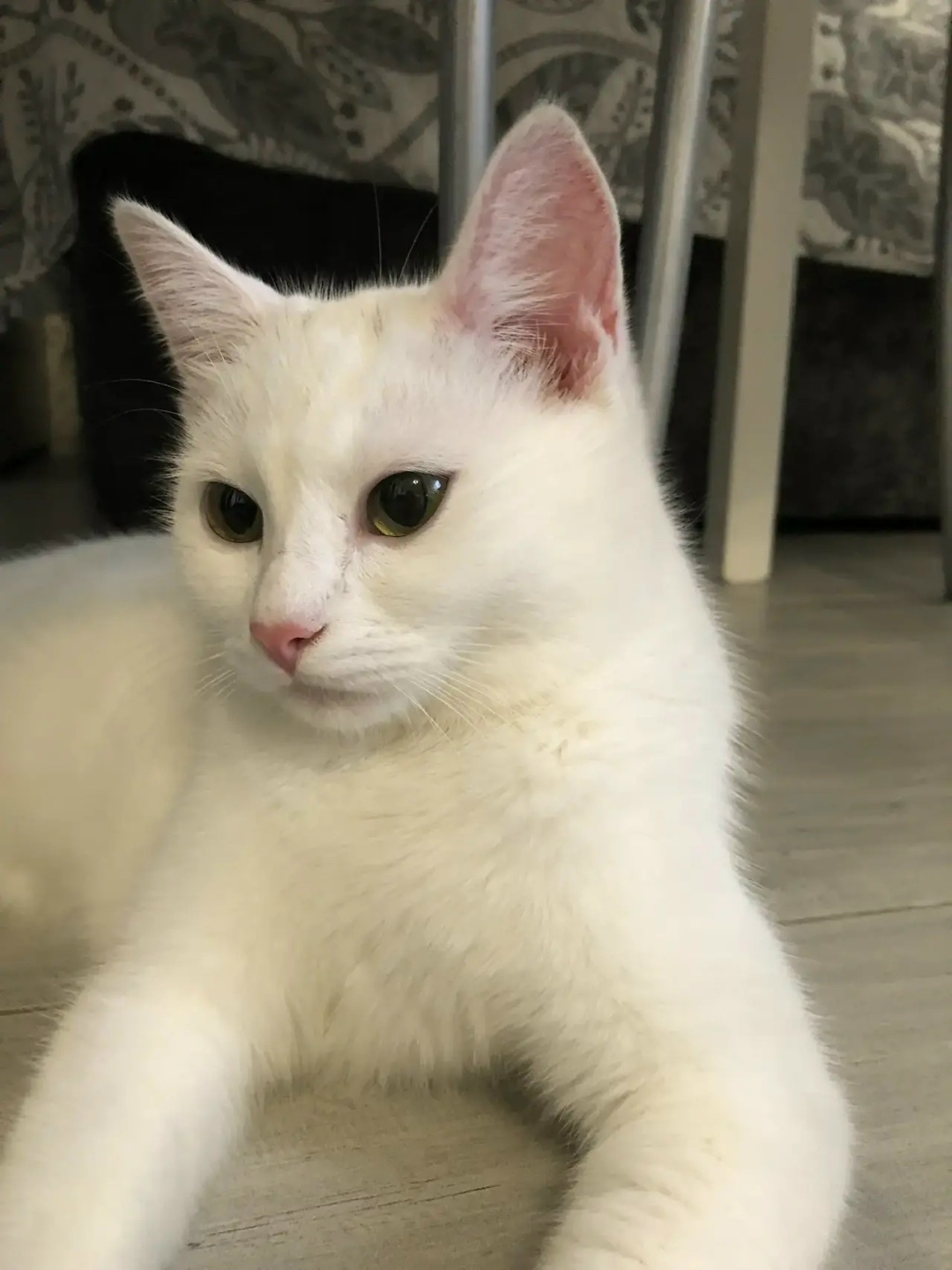 Найдена кошка в Геленджике — фото объявления