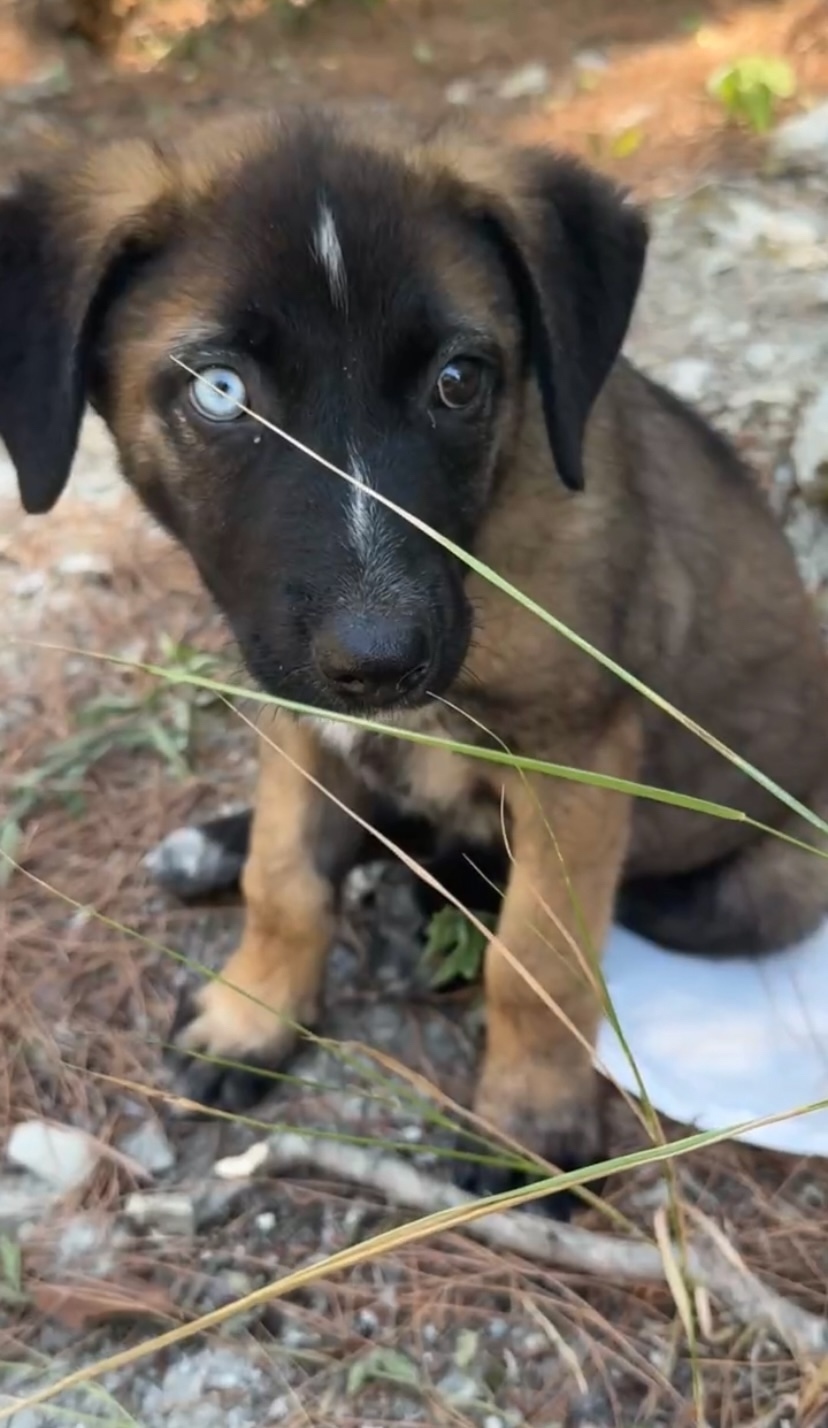 Найдена собака в Геленджике — фото объявления