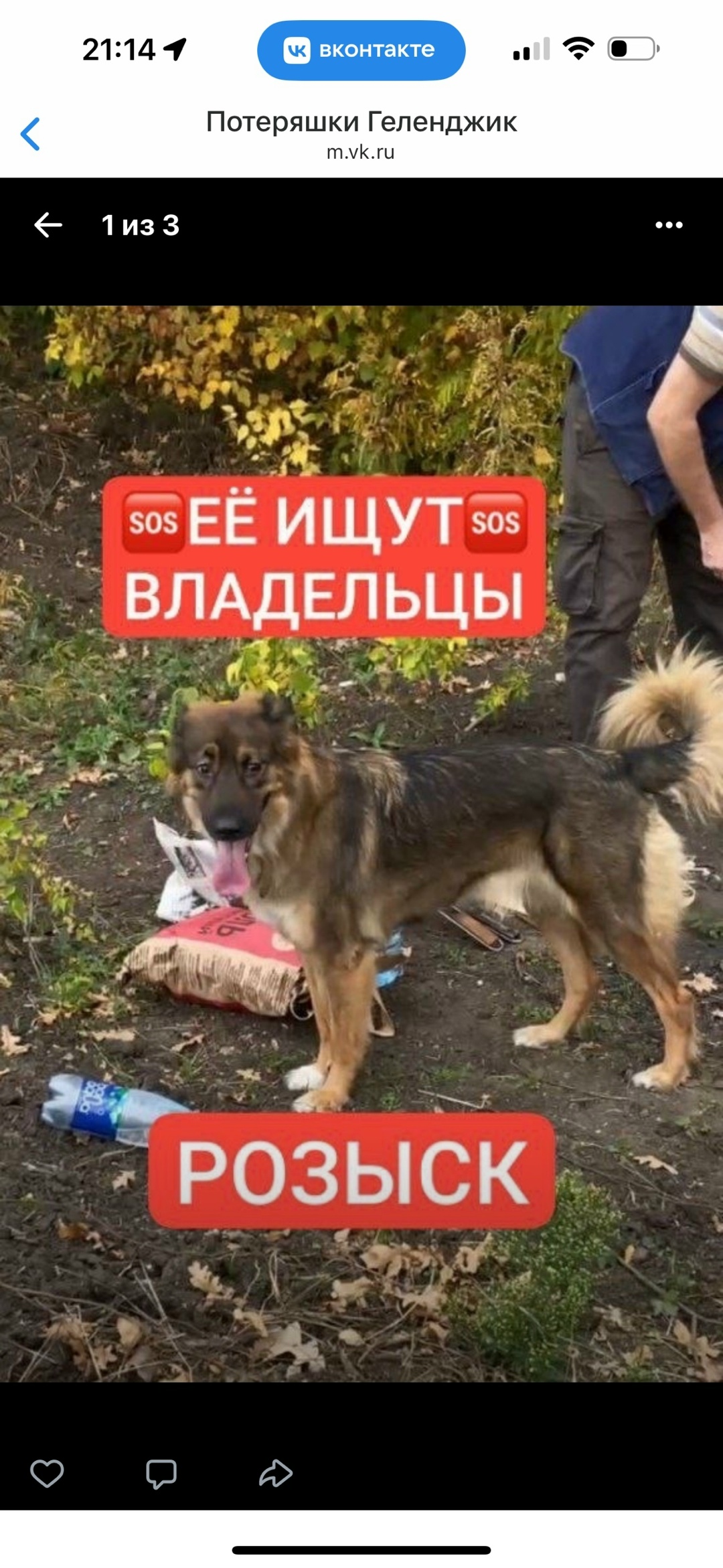 Пропала собака в Геленджике — фото объявления