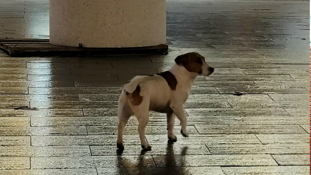 Пропала собака в Геленджике — фото объявления