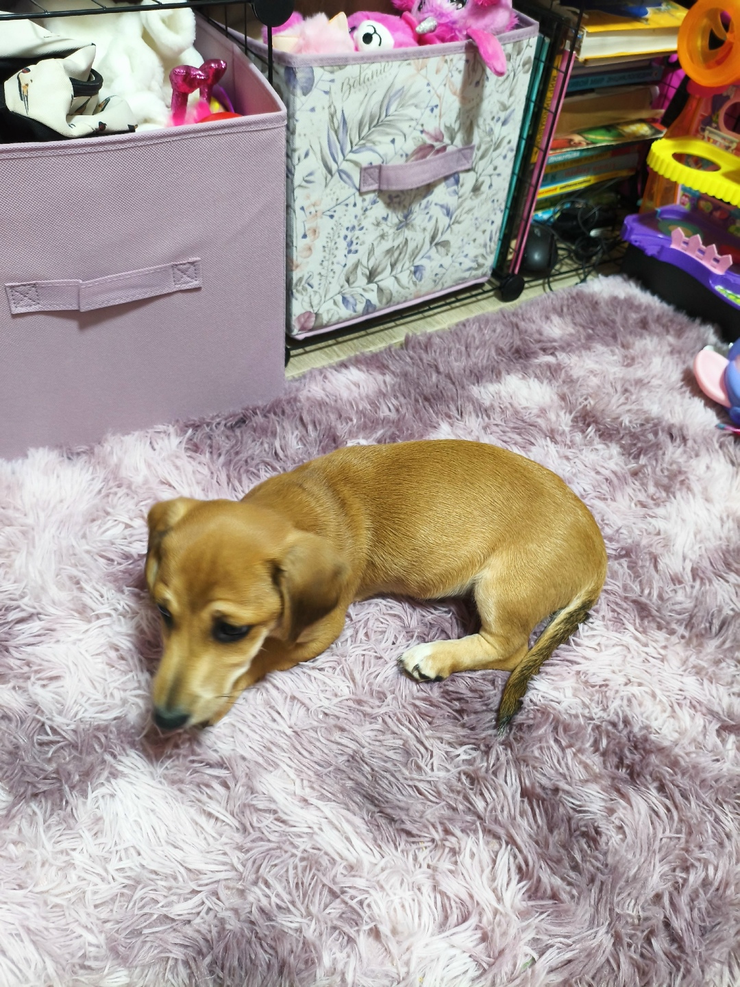 Найдена собака в Геленджике — фото объявления