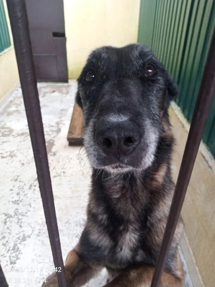 Найдена собака в Геленджике — фото объявления