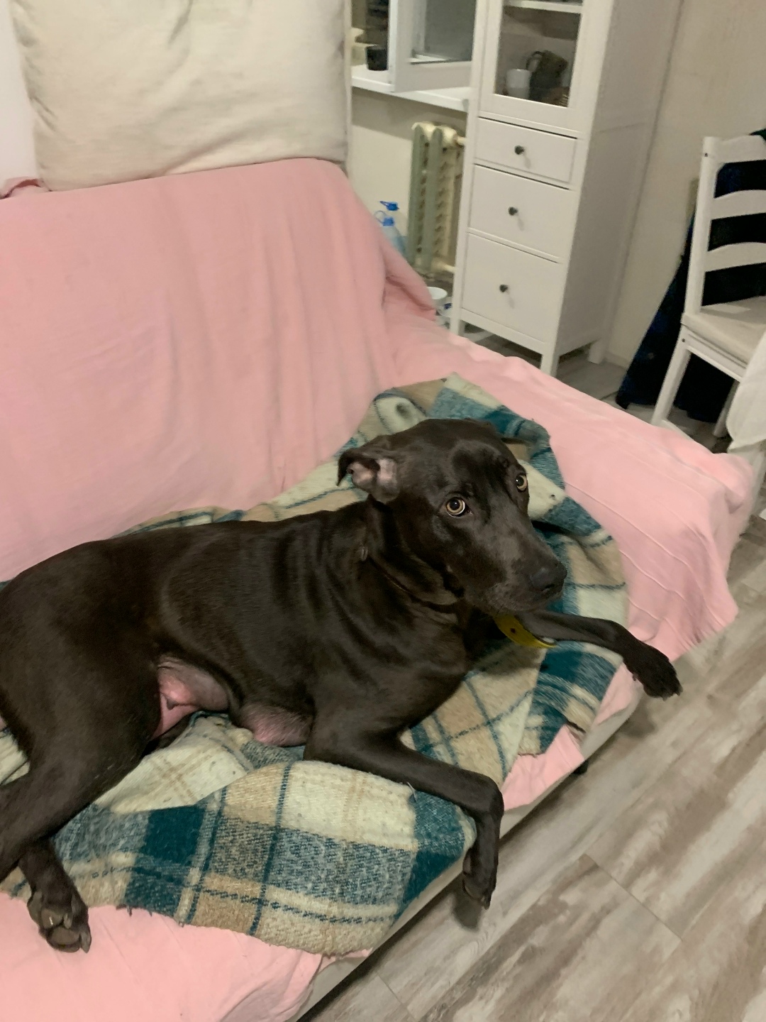 Найдена собака в Геленджике — фото объявления