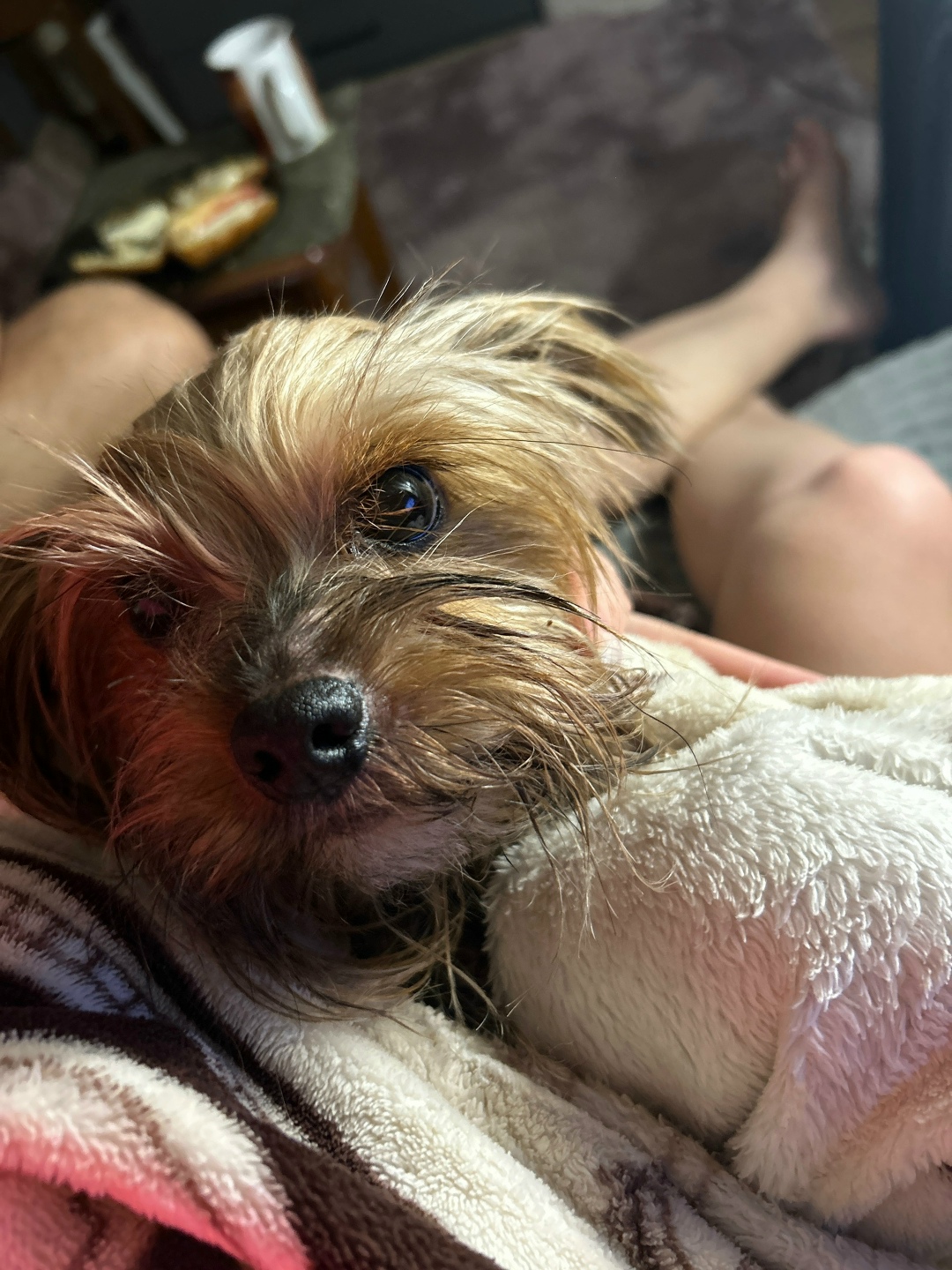 Найдена собака в Геленджике — фото объявления