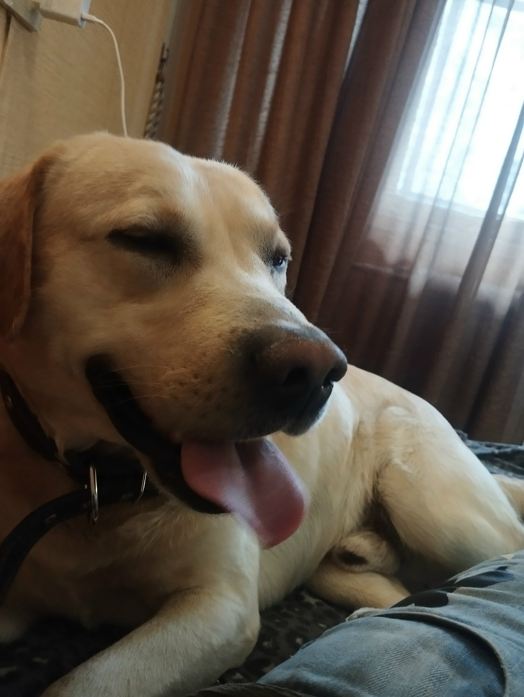 Найдена собака в Геленджике — фото объявления