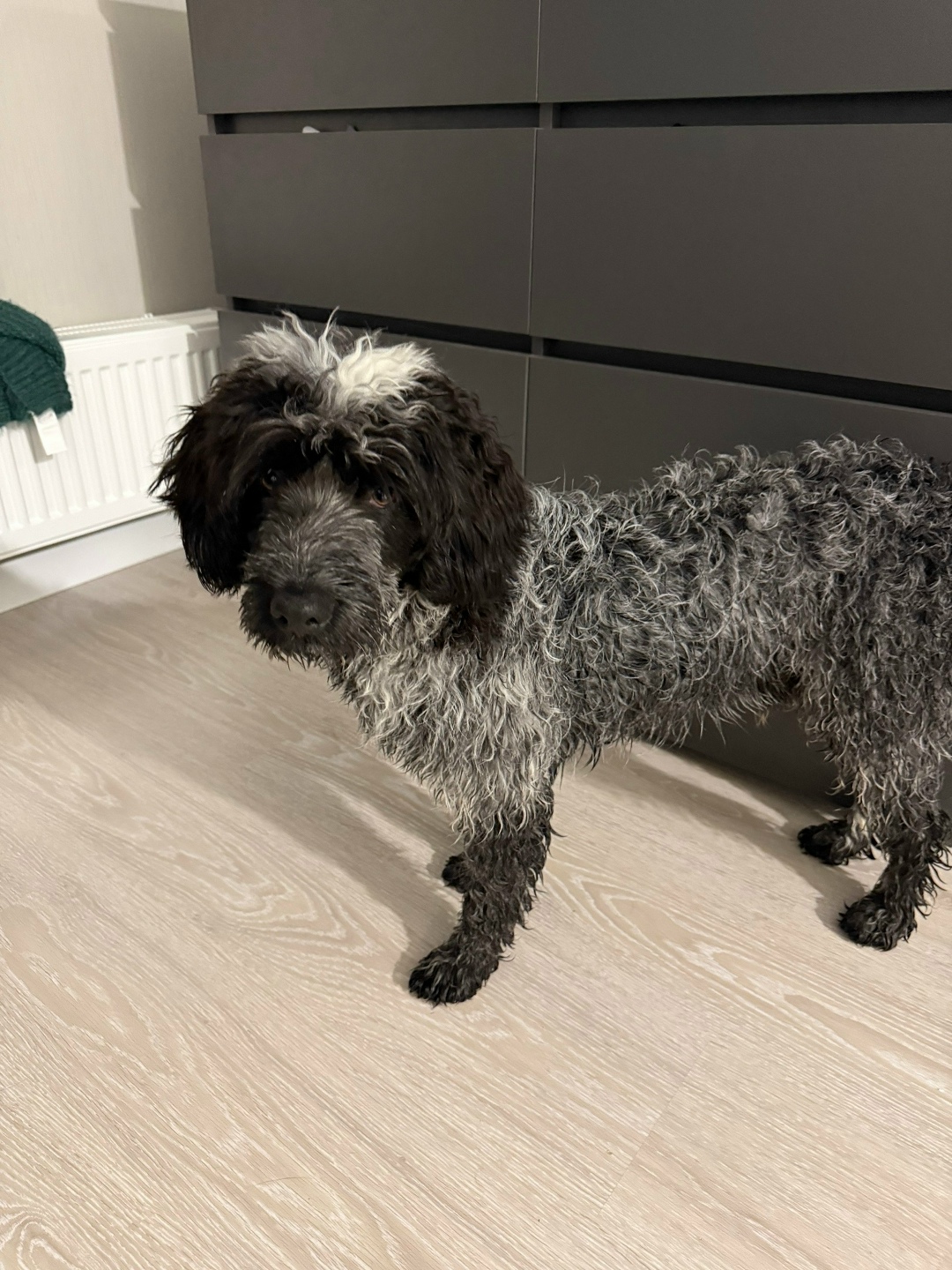 Найдена собака в Геленджике — фото объявления