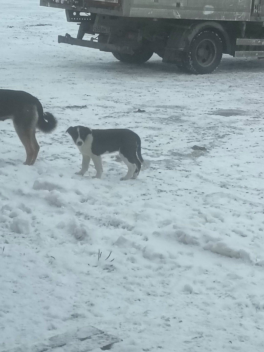 Найдена собака в Ухте — фото объявления