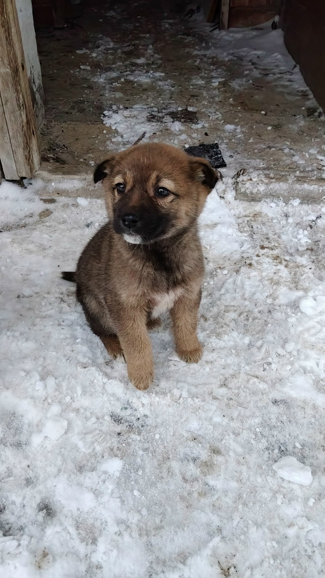 Найдена собака в Ухте — фото объявления