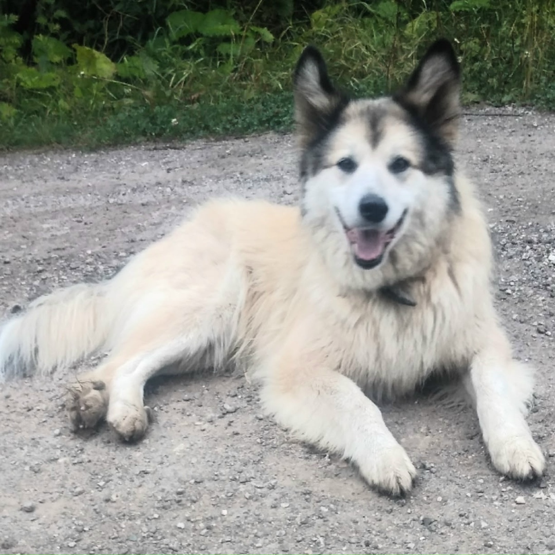 Пропала собака в Ухте — фото объявления