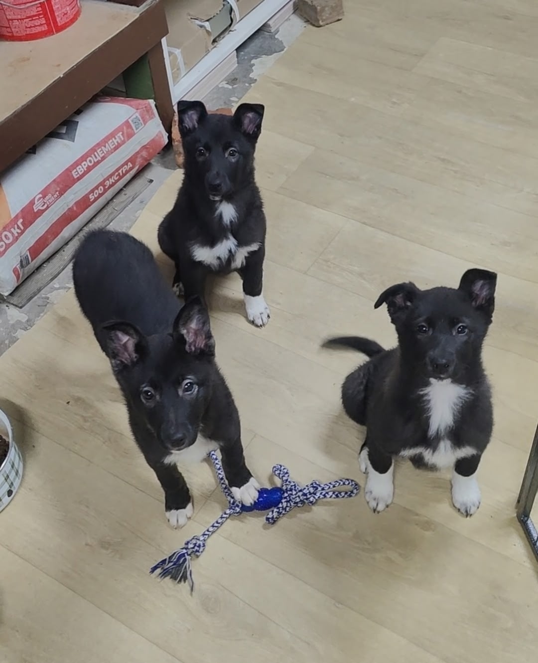 Найдена собака в Ухте — фото объявления