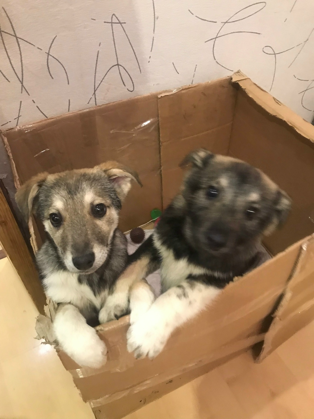 Найдена собака в Ухте — фото объявления