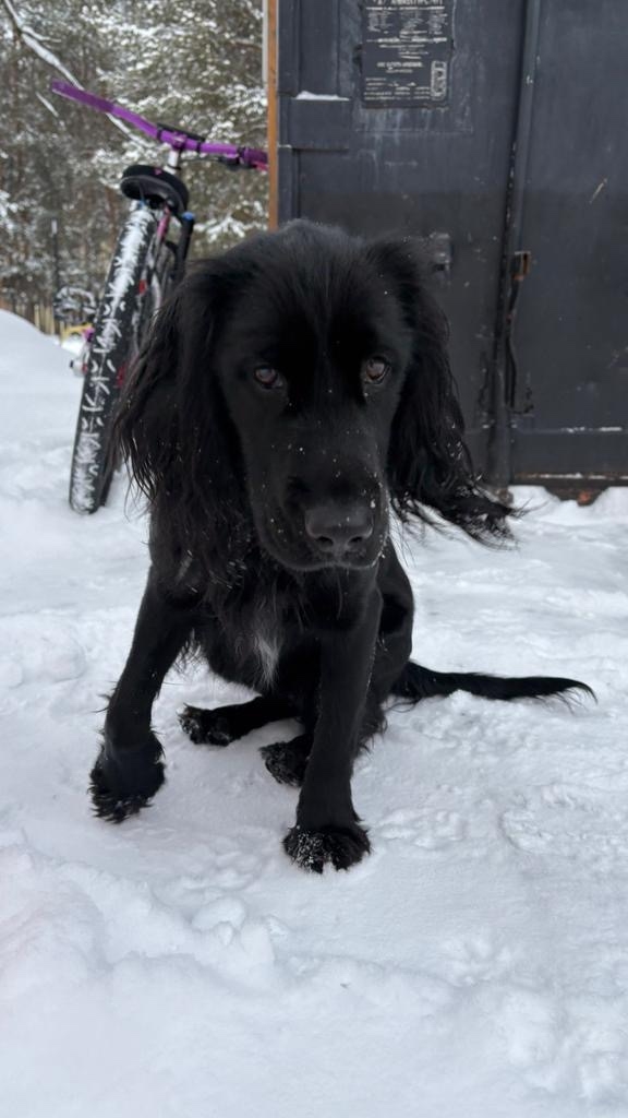 Найдена собака в Ухте — фото объявления