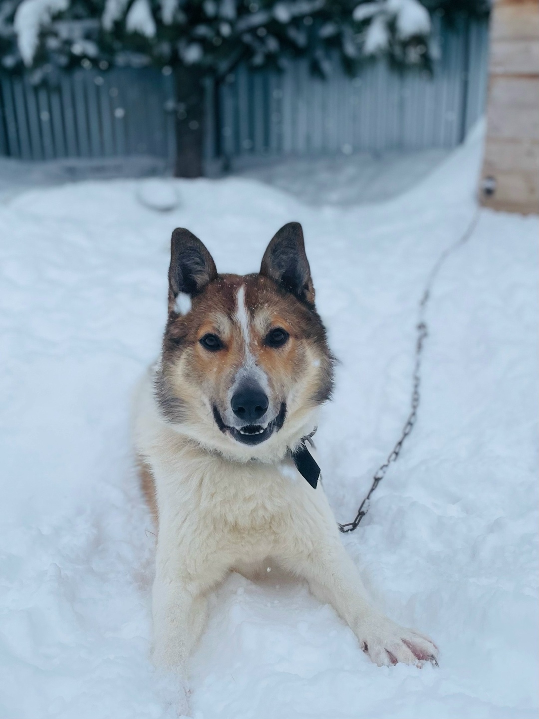 Найдена собака в Ухте — фото объявления