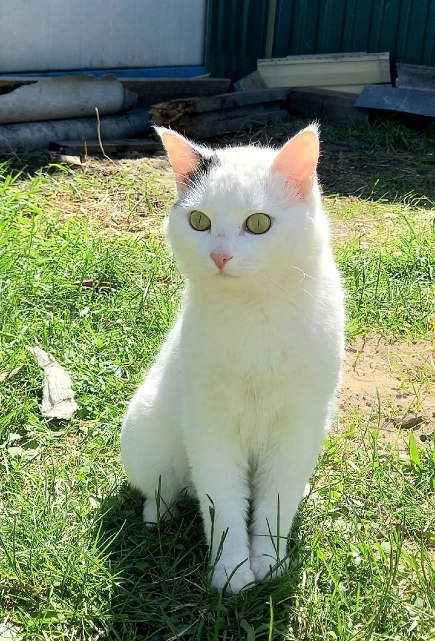 Найдена кошка в Ухте — фото объявления