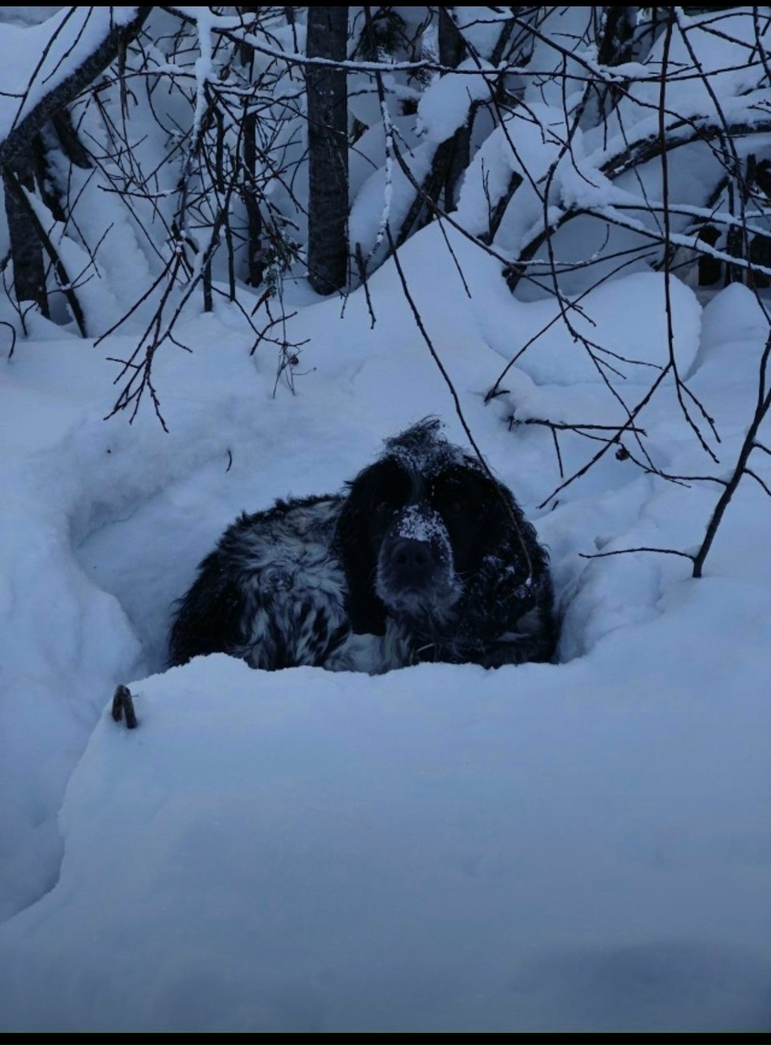 Пропала собака в Ухте — фото объявления