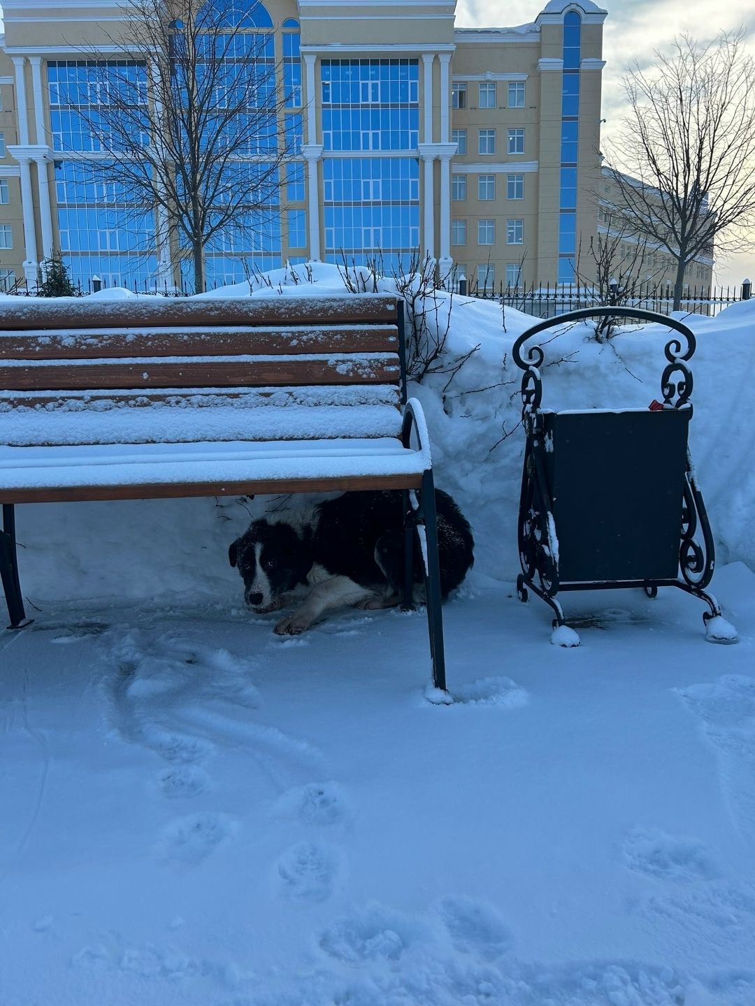 Найдена собака в Ухте — фото объявления