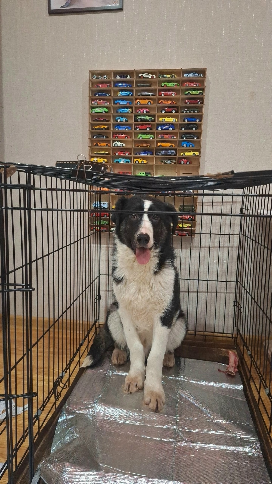 Пропала собака в Ухте — фото объявления