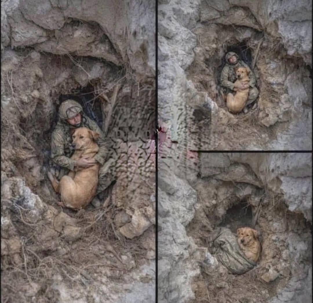 Найдена собака в Ухте — фото объявления