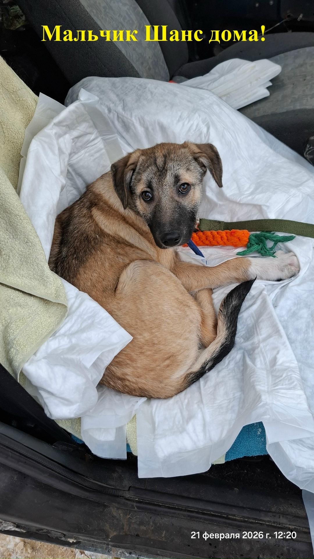 Найдена собака в Ухте — фото объявления