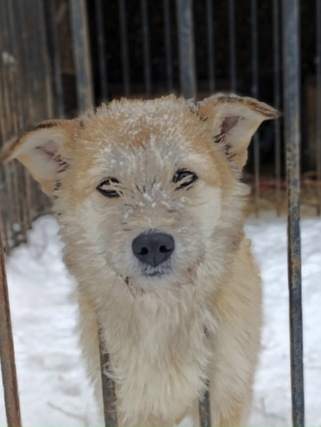 Найдена собака в Ухте — фото объявления