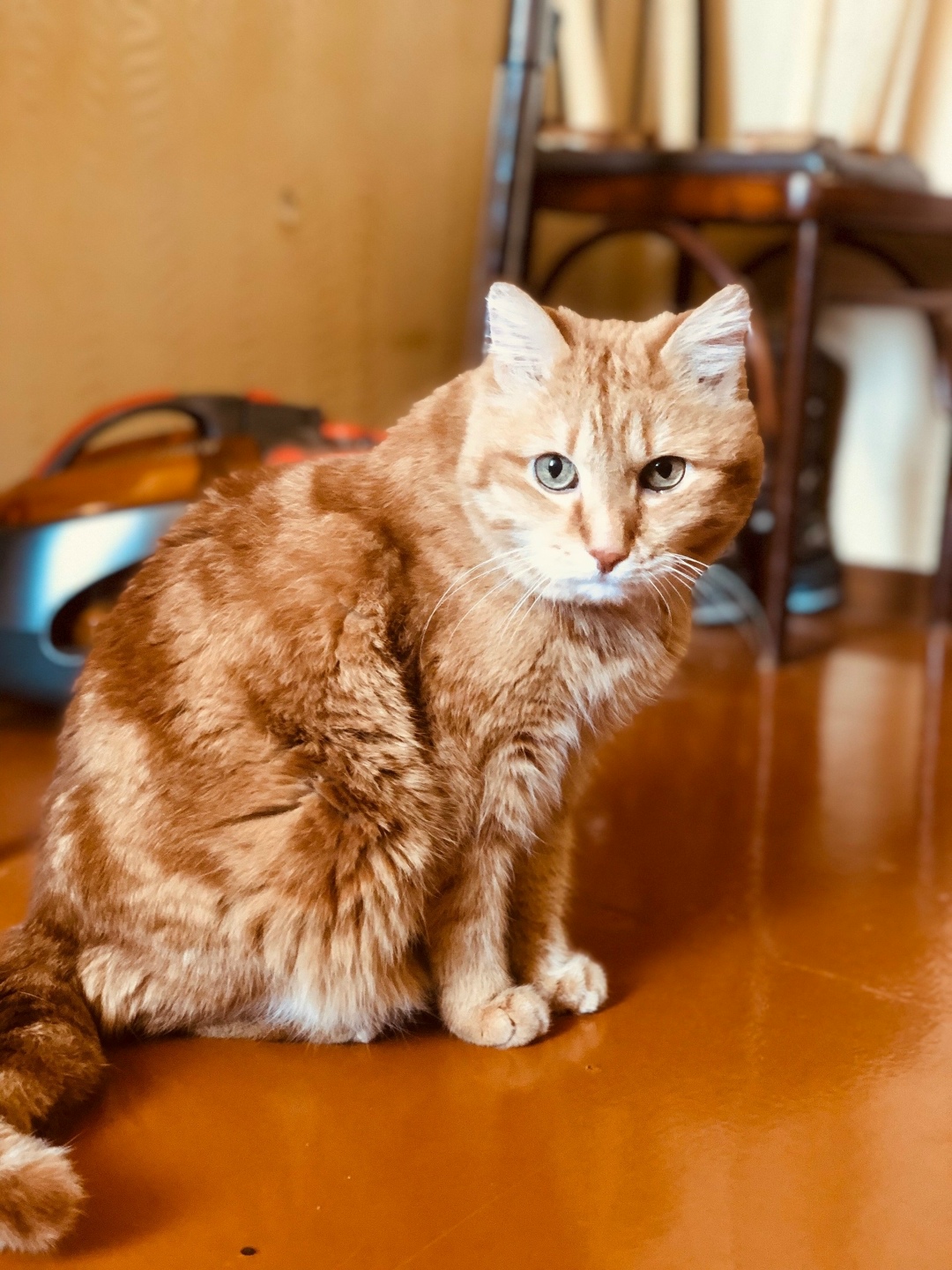 Найдена собака в Ухте — фото объявления