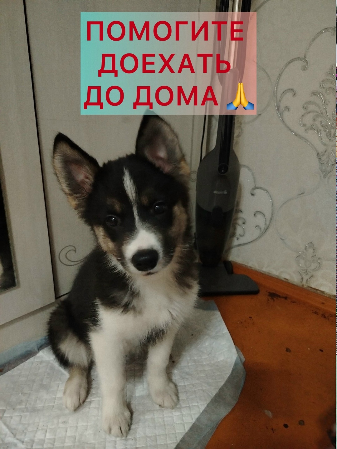 Найдена собака в Ухте — фото объявления