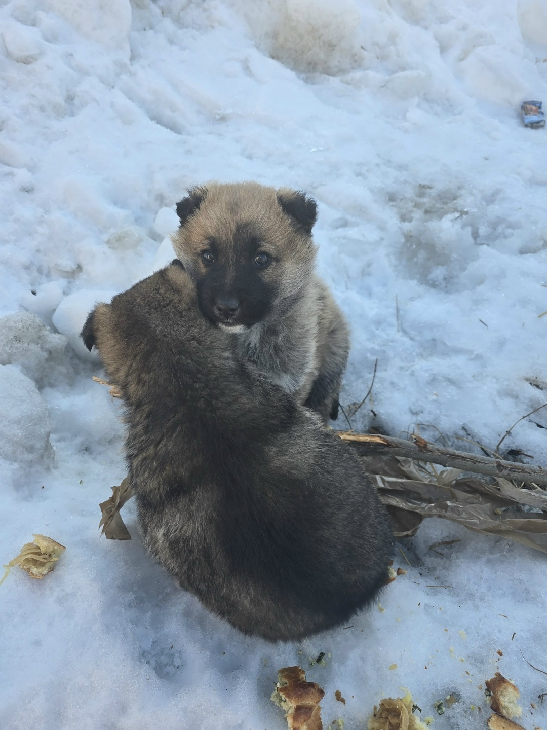 Найдена собака в Ухте — фото объявления
