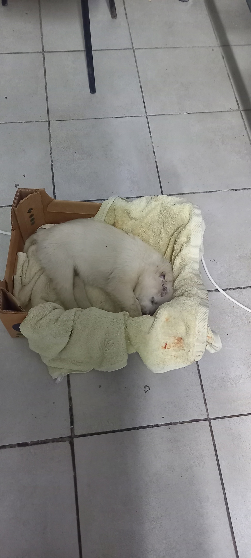 Найдена собака в Ухте — фото объявления