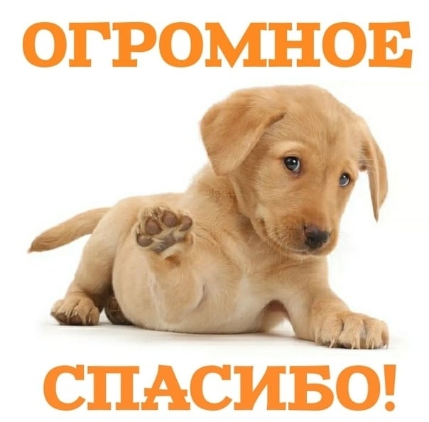 Найдена собака в Ухте — фото объявления