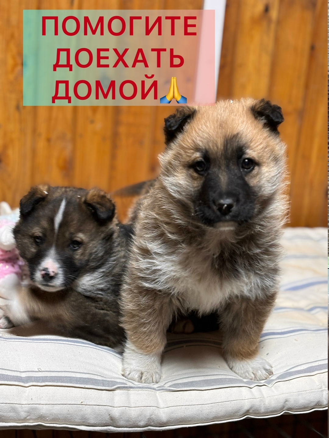 Найдена собака в Ухте — фото объявления