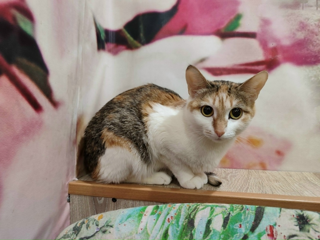 Найдена собака в Ухте — фото объявления