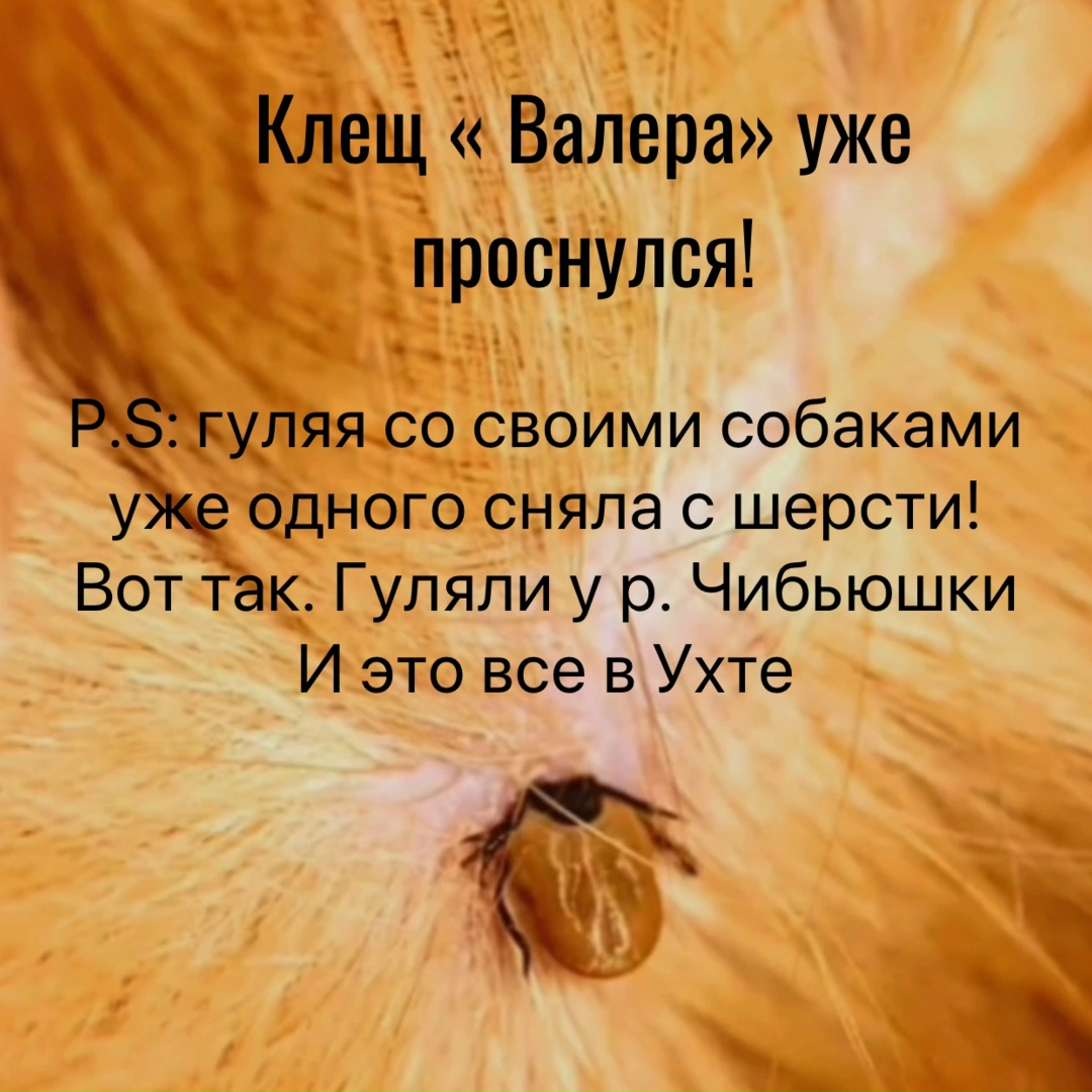 Найдена собака в Ухте — фото объявления