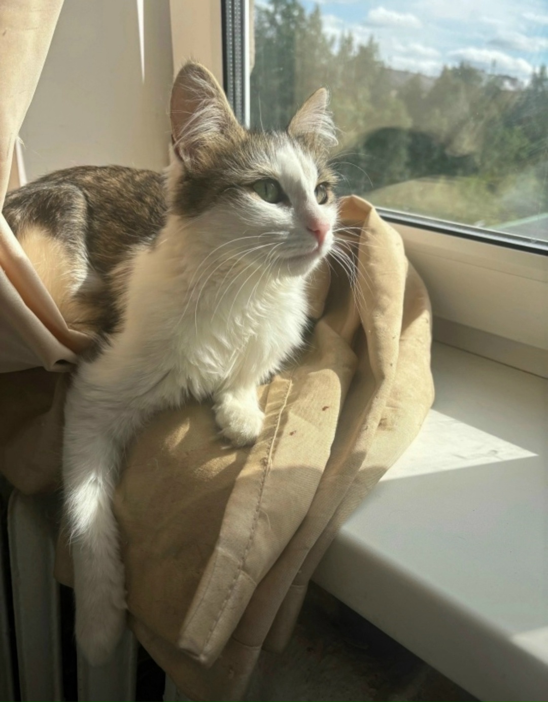 Пропала кошка в Ухте — фото объявления