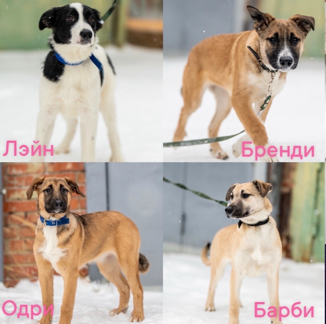 Найдена собака в Ухте — фото объявления