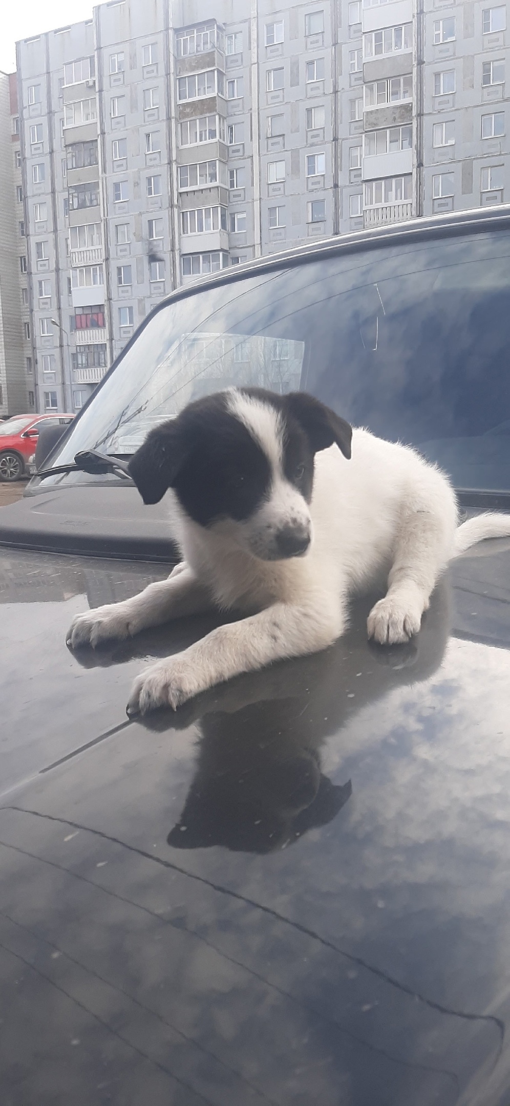 Найдена собака в Ухте — фото объявления