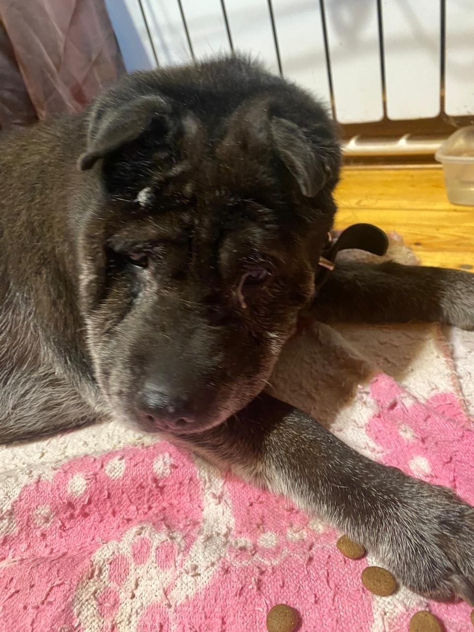 Найдена собака в Ухте — фото объявления