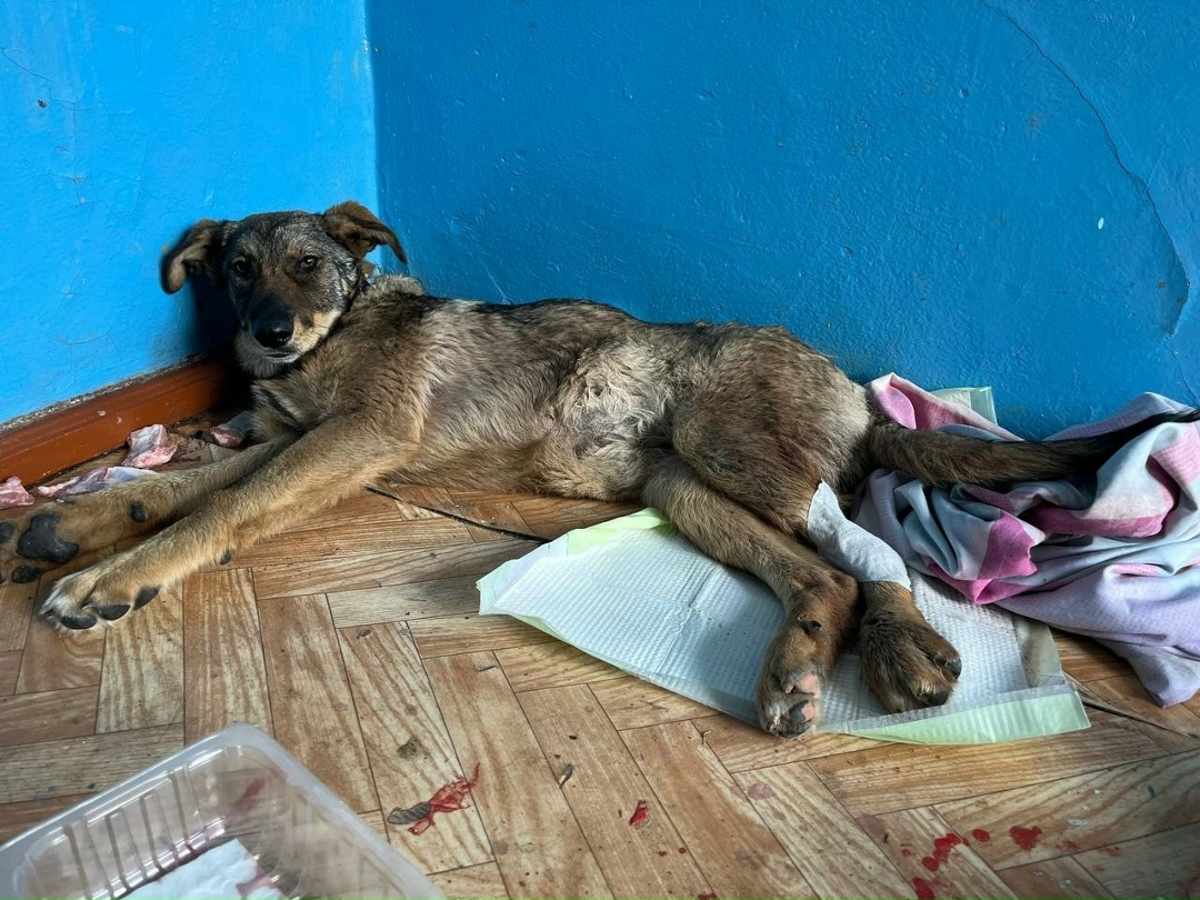 Найдена собака в Ухте — фото объявления