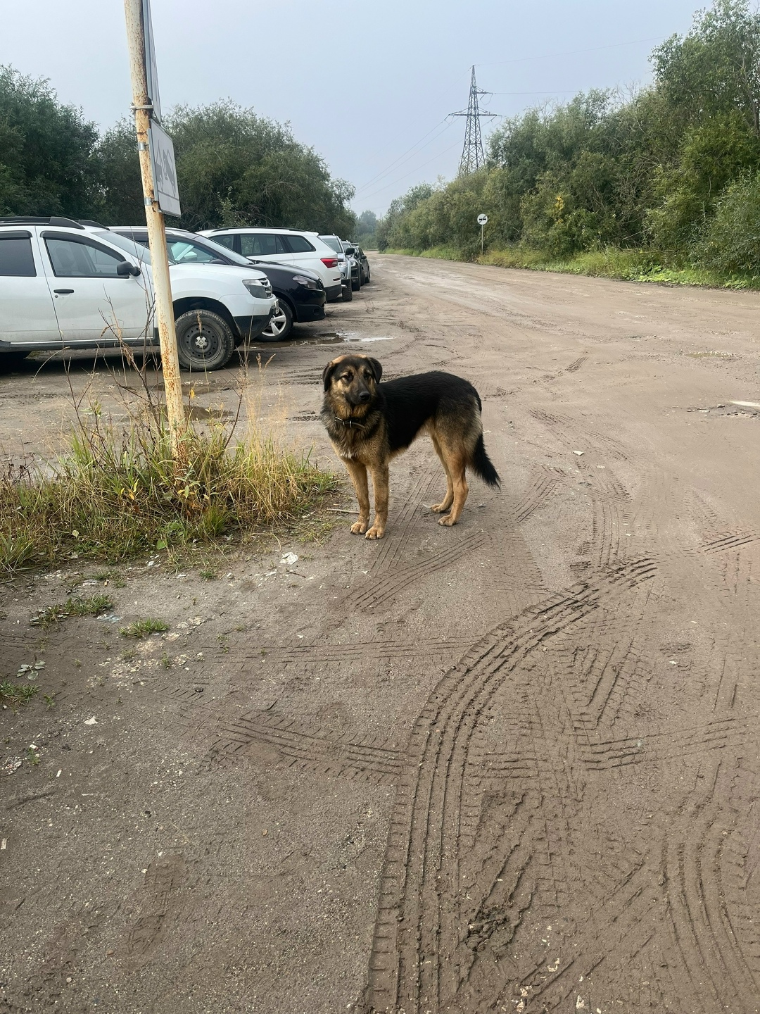 Пропала собака в Ухте — фото объявления