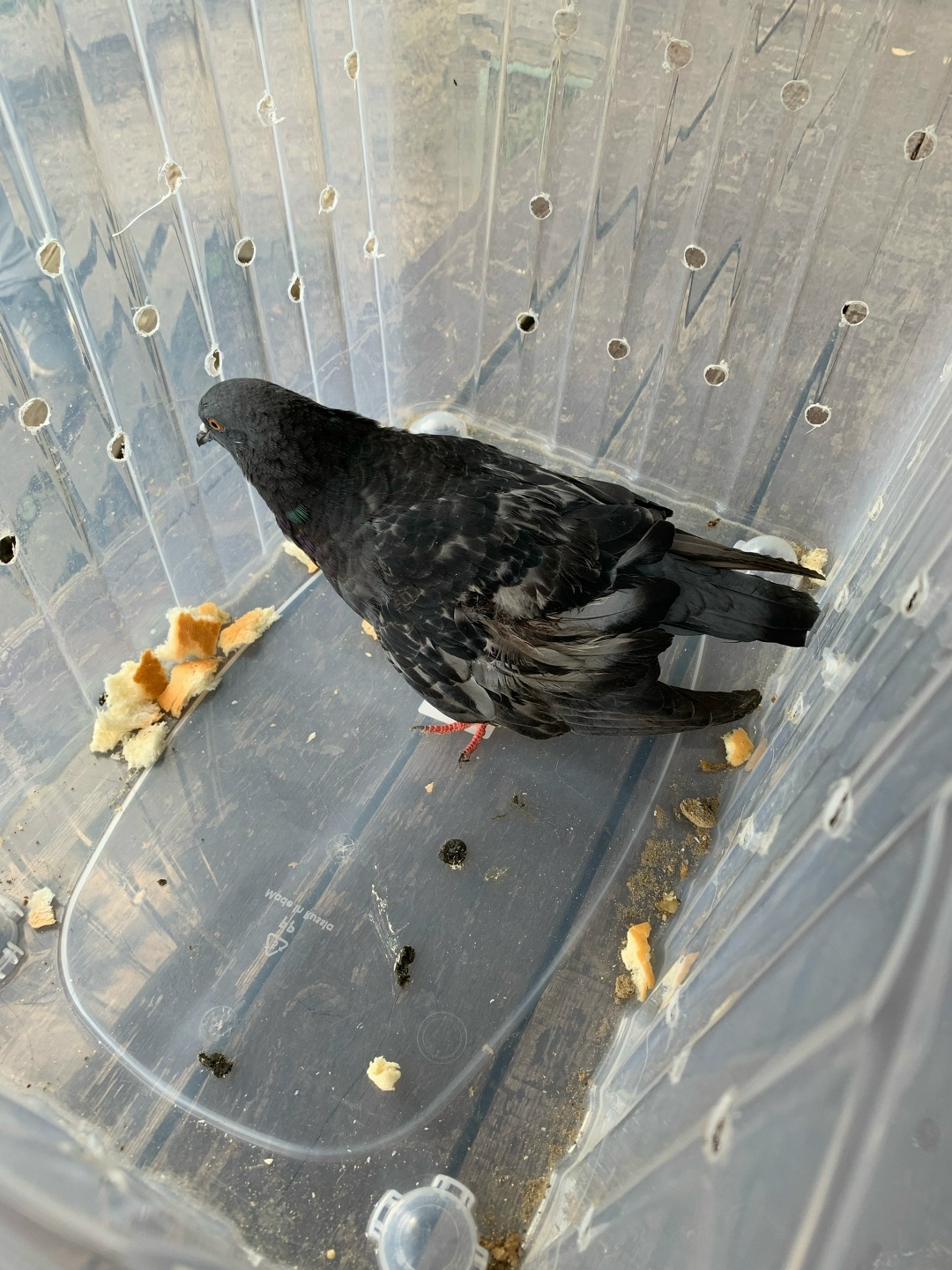 Найдена собака в Ухте — фото объявления