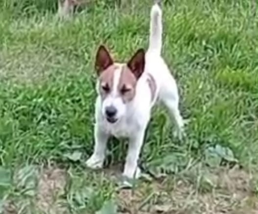 Пропала собака в Ухте — фото объявления