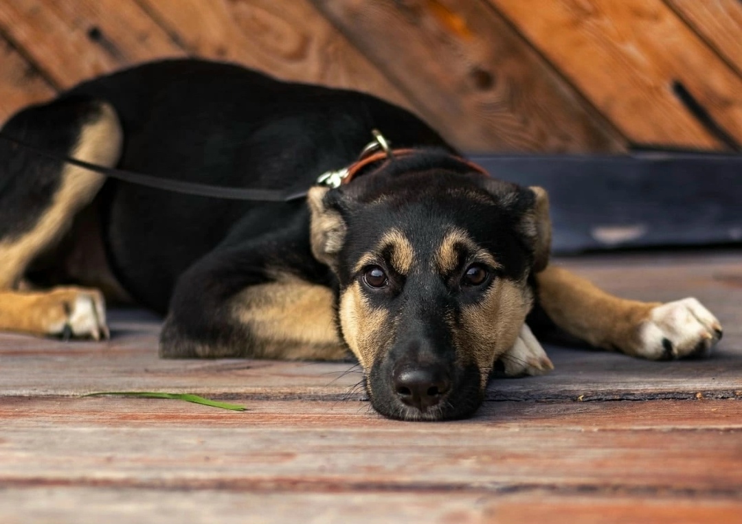 Найдена собака в Ухте — фото объявления