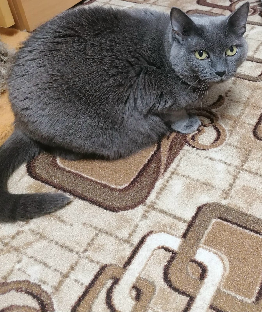 Пропала кошка в Ухте — фото объявления