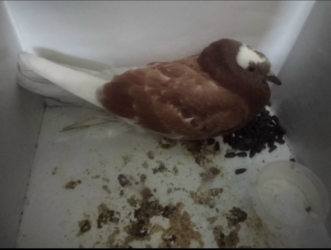 Найдена собака в Ухте — фото объявления