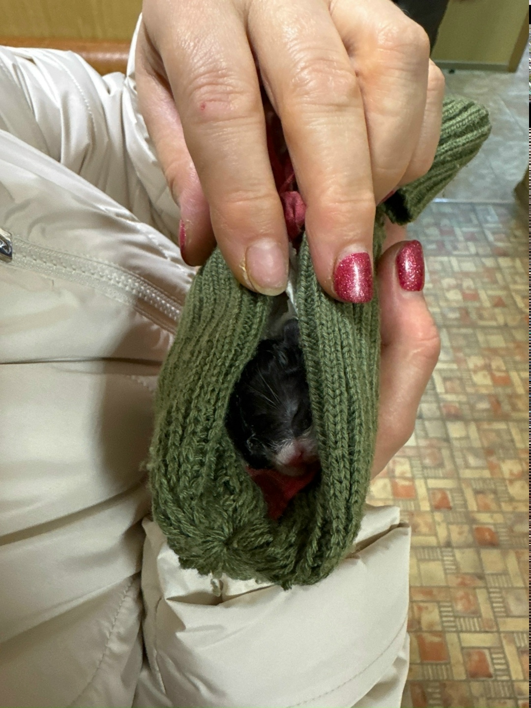 Найдена кошка в Ухте — фото объявления