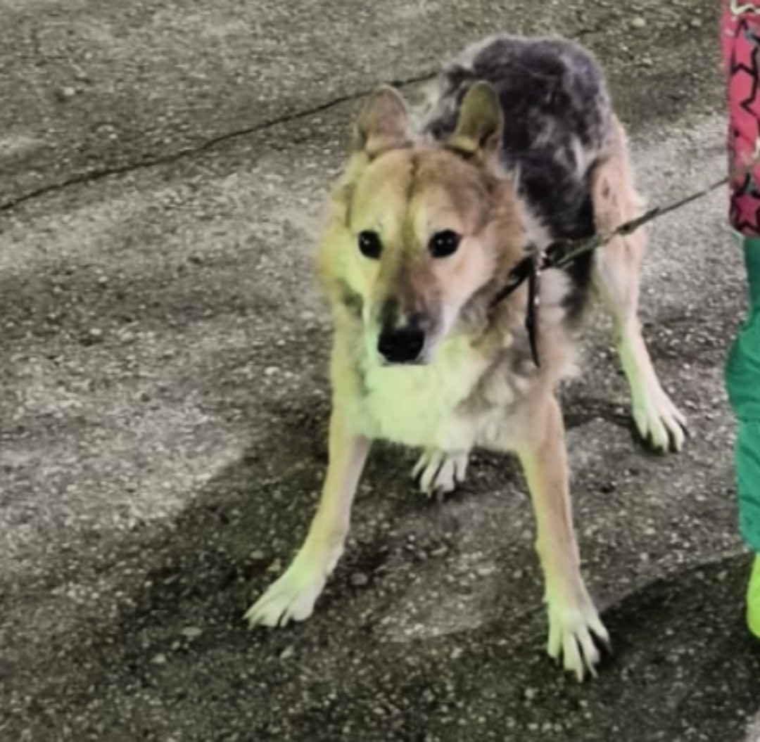 Пропала собака в Ухте — фото объявления